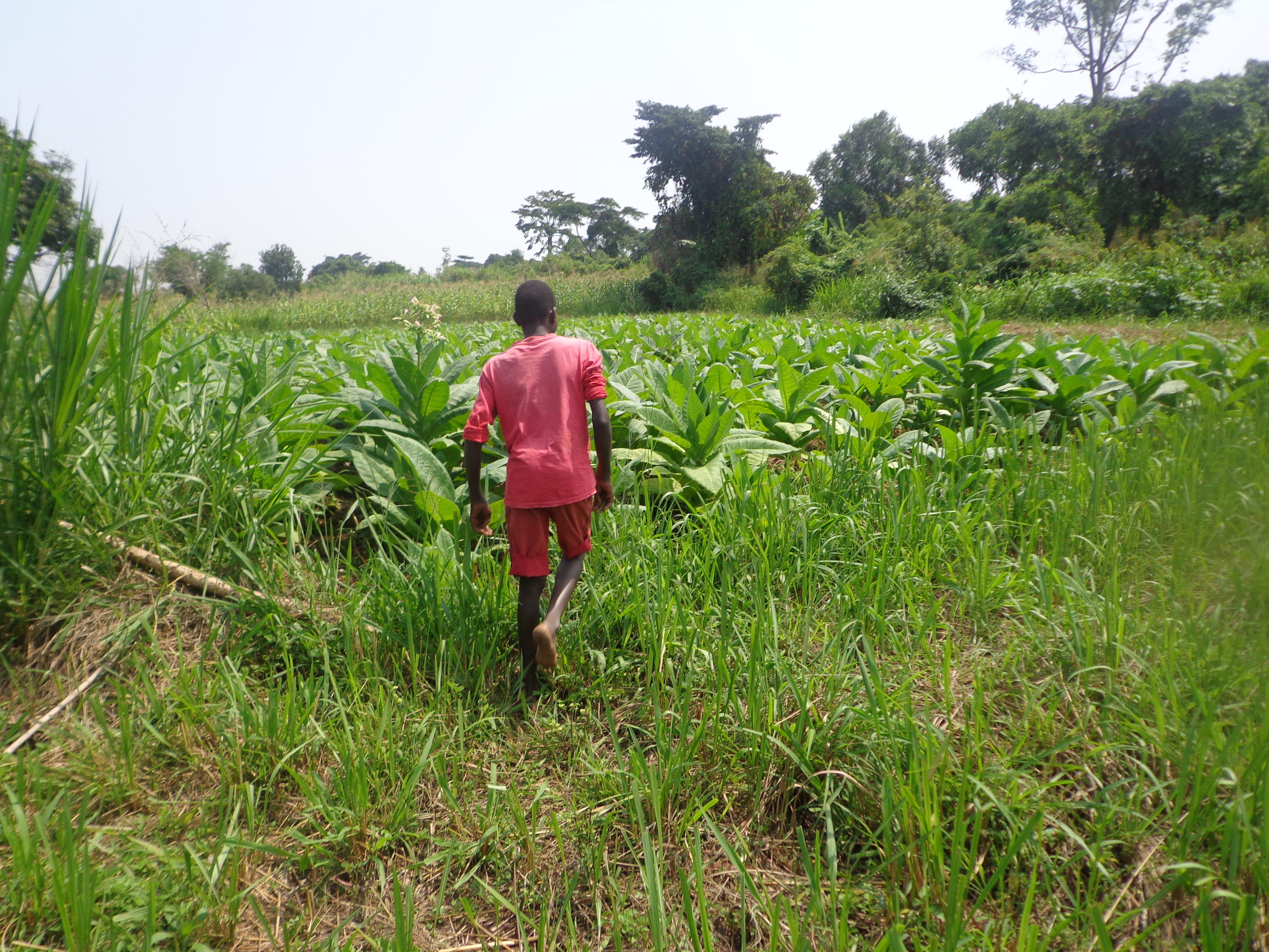godfrey walking tobacco field